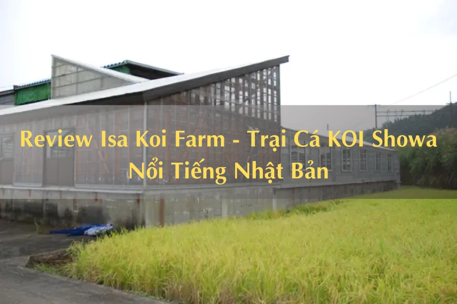 Review Isa Koi Farm - Trại Cá KOI Showa Nổi Tiếng Nhật Bản