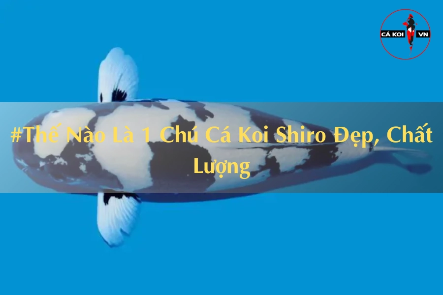 #Thế Nào Là 1 Chú Cá Koi Shiro Đẹp, Chất Lượng