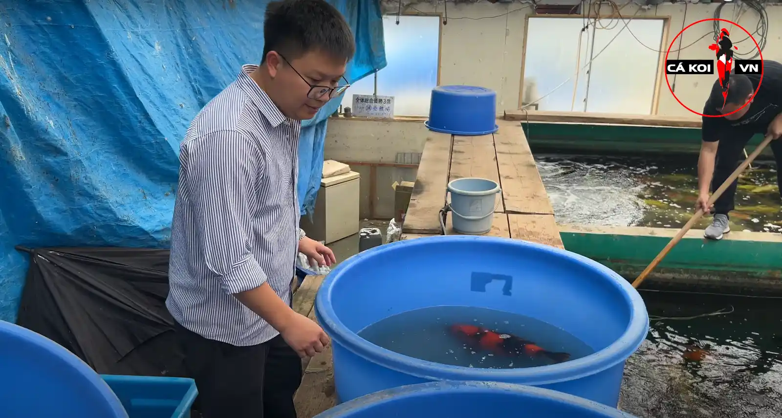 trại cá Koi Marusei Koi farm