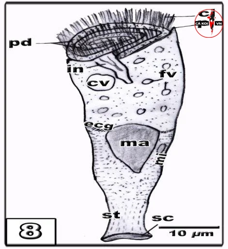 trùng loa kèn Apiosoma ở cá koi