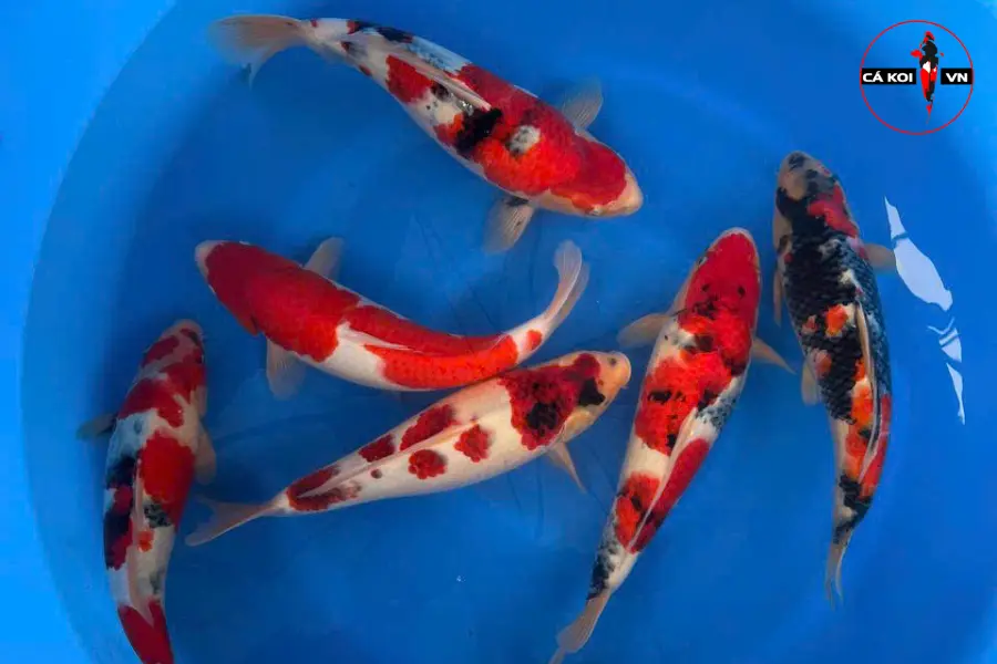 Momotaro Koi Farm