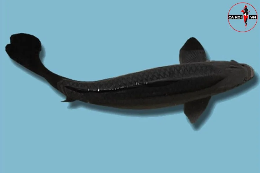 cá koi phong thủy