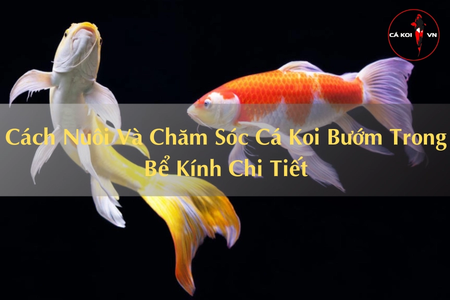 Cách Nuôi Và Chăm Sóc Cá Koi Bướm Trong Bể Kính Chi Tiết