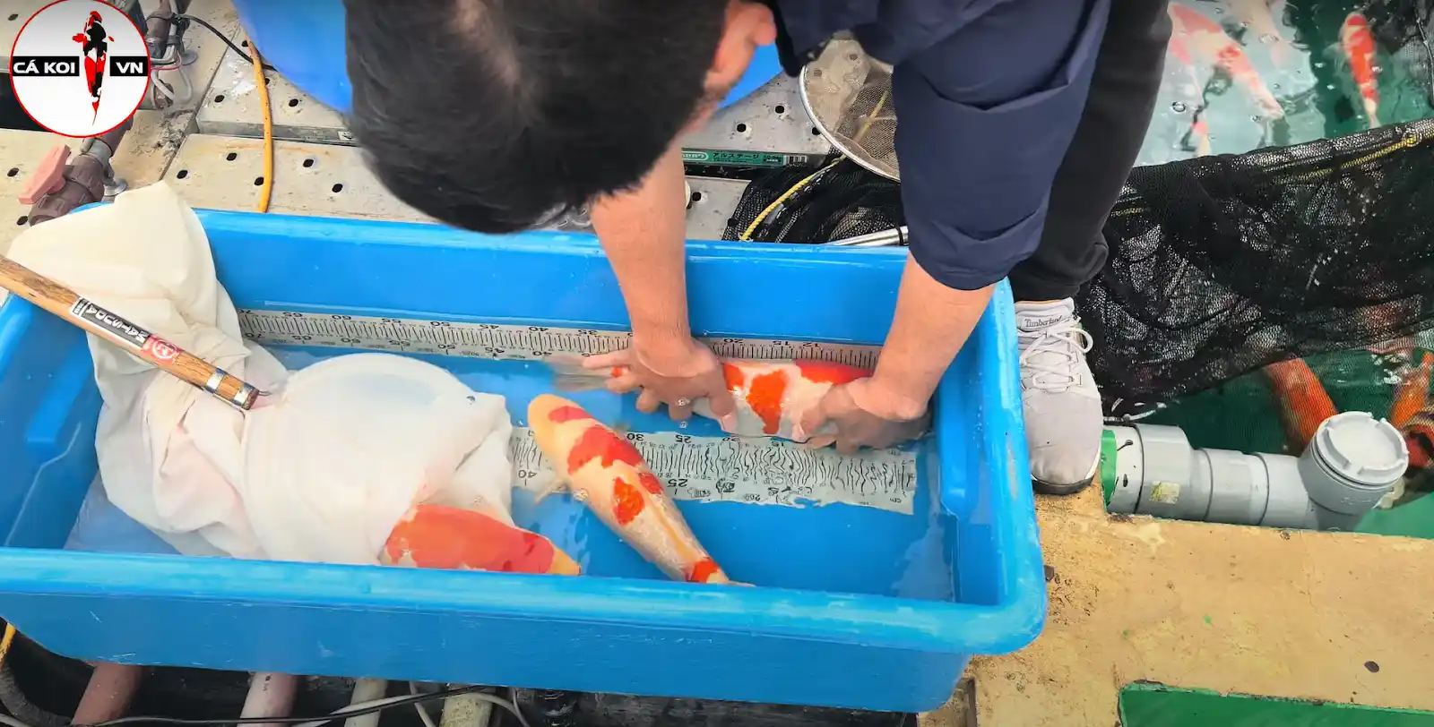 Trại cá koi Dainichi koi farm