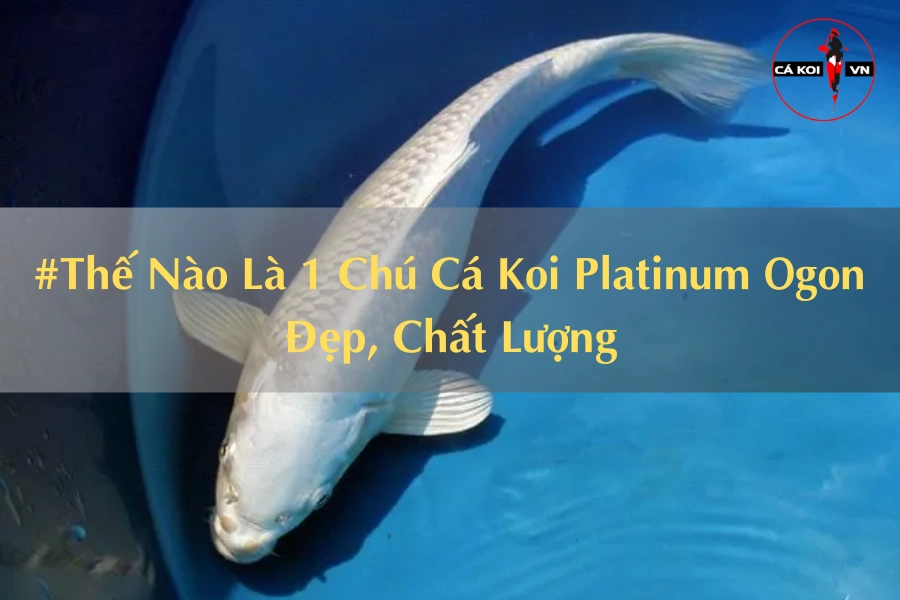 #Thế Nào Là 1 Chú Cá Koi Platinum Ogon Đẹp, Chất Lượng