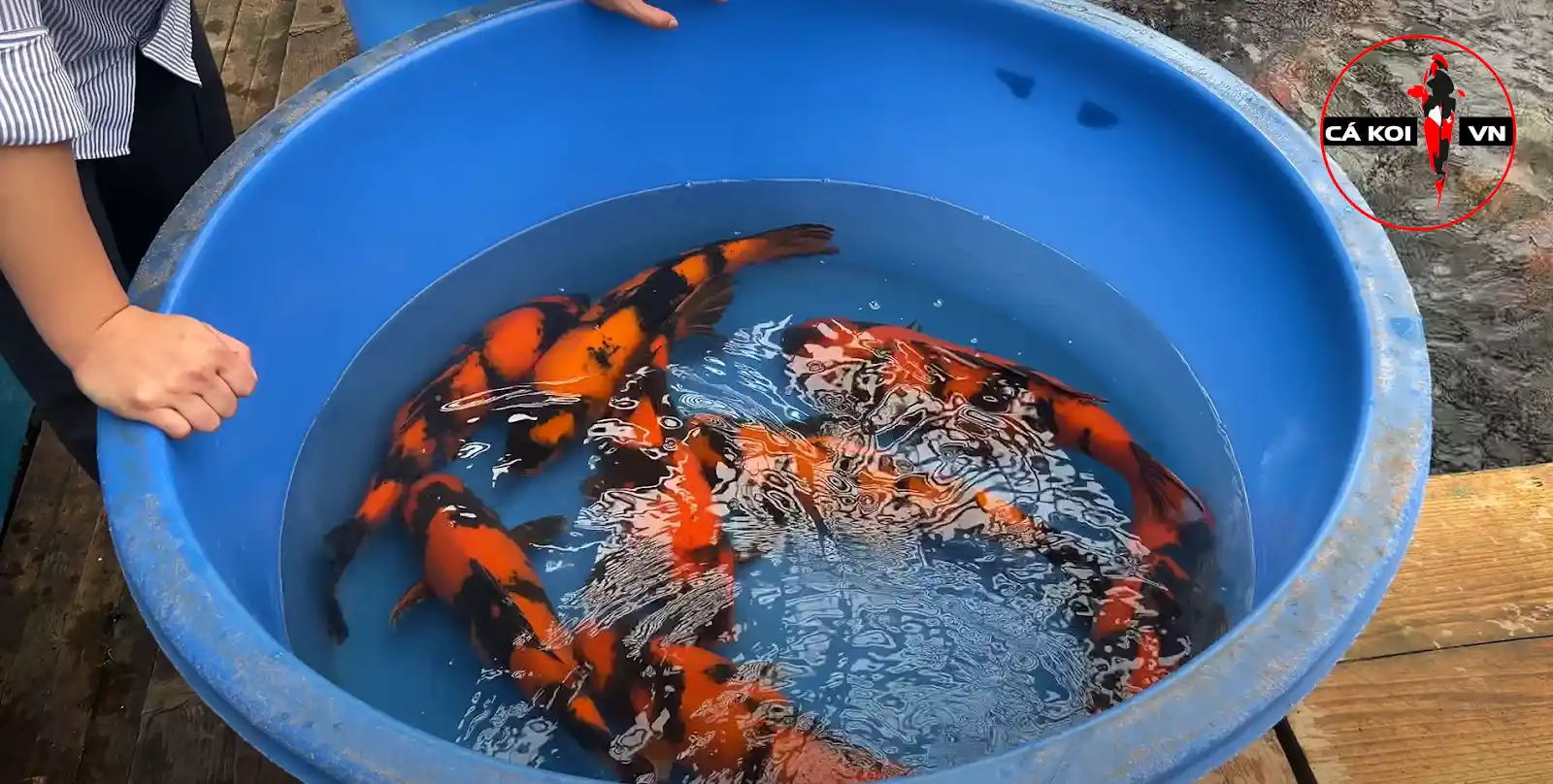 trại cá Koi Marusei Koi farm