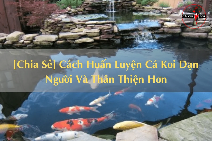 [Chia Sẻ] Cách Huấn Luyện Cá Koi Dạn Người Và Thân Thiện Hơn