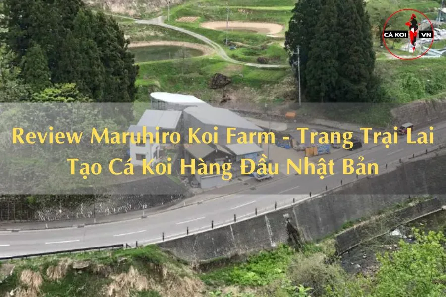 Review Maruhiro Koi Farm - Trang Trại Lai Tạo Cá Koi Hàng Đầu Nhật Bản