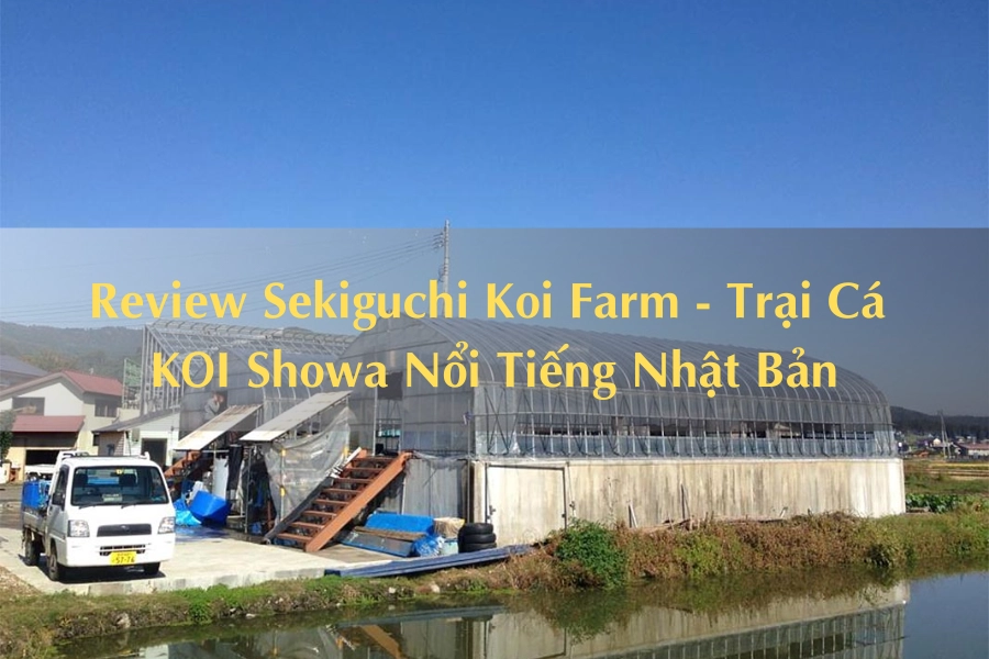 Review Sekiguchi Koi Farm - Trại Cá KOI Showa Nổi Tiếng Nhật Bản