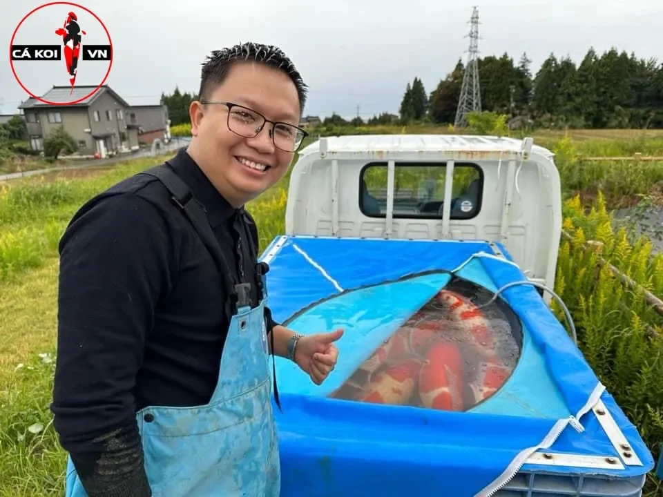 bán cá Koi Nhật nhập khẩu