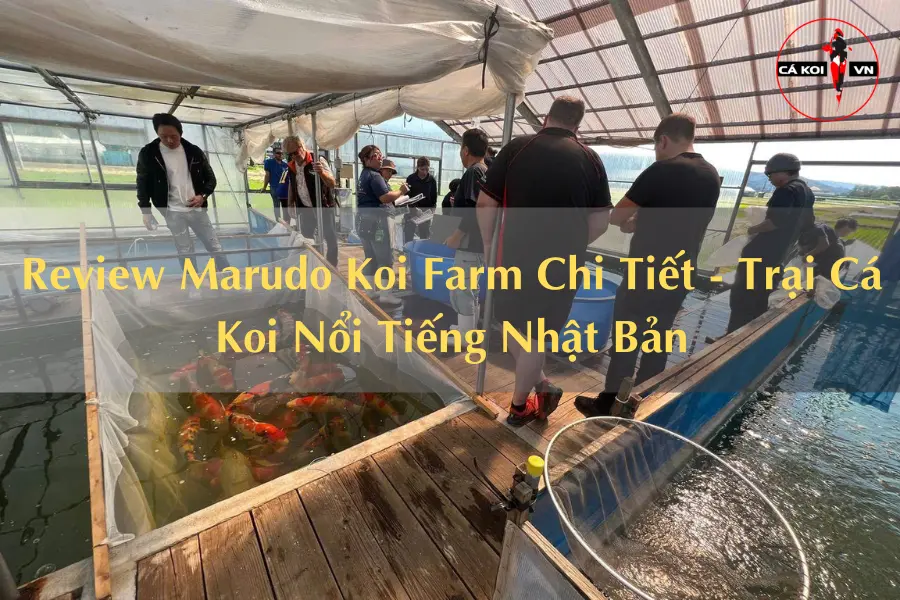 Review Marudo Koi Farm Chi Tiết - Trại Cá Koi Nổi Tiếng Nhật Bản