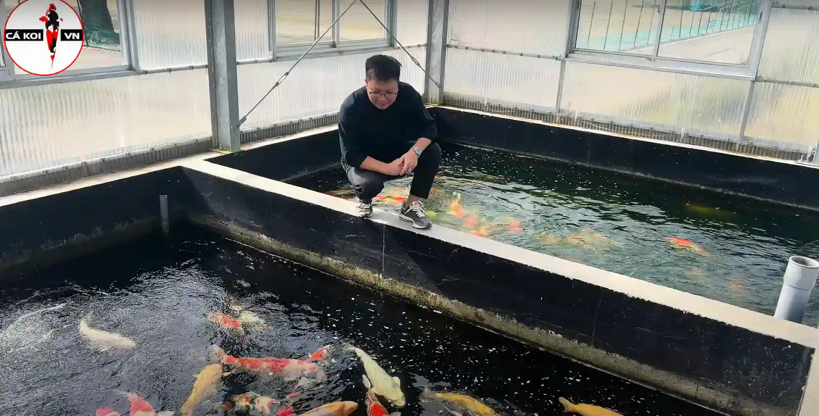 trại cá koi Hoshikin koi farm