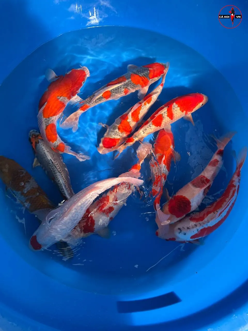 trại cá koi Hoshikin koi farm