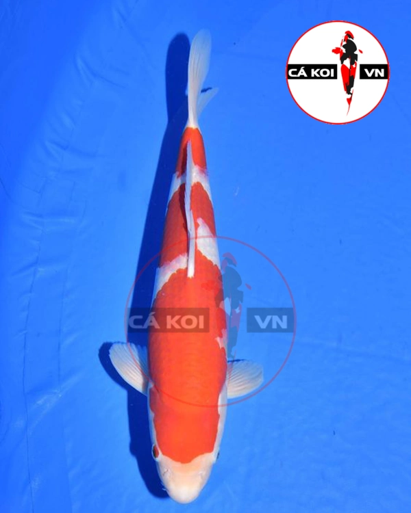 Cá Koi Kohaku F1 size Mini