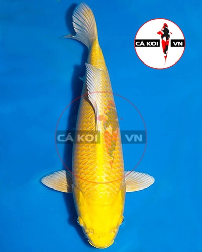 Cá Koi Yamabuki Ogon F1 size Mini