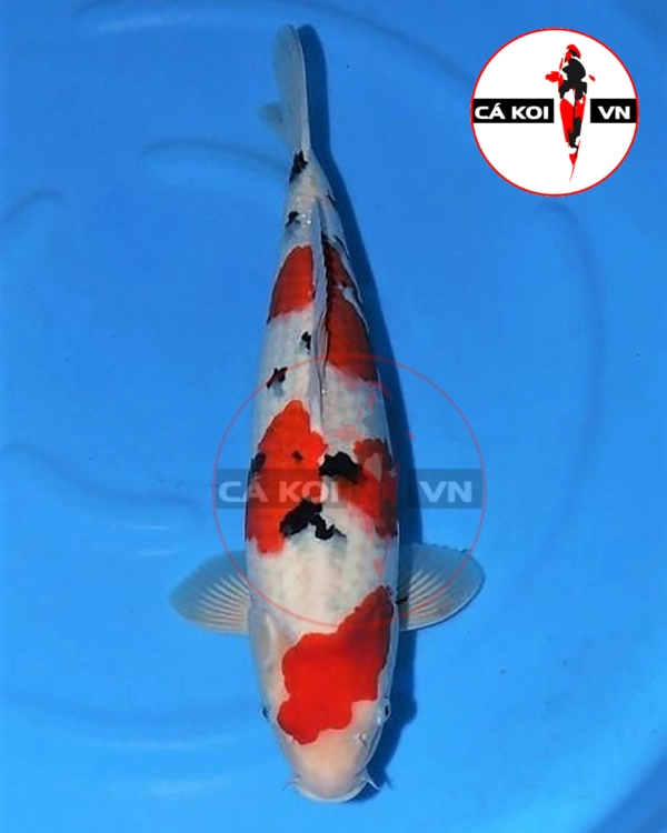 Cá Koi Sanke F1 Mini