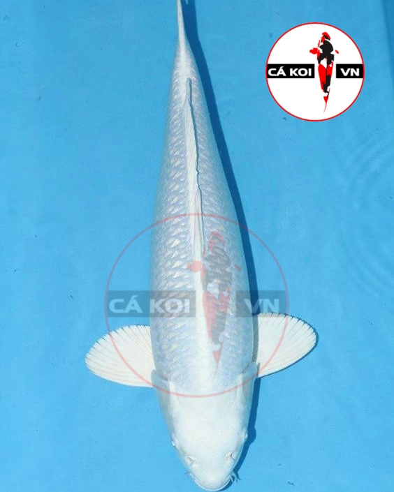 Cá Koi Platinum Ogon F1 size Mini