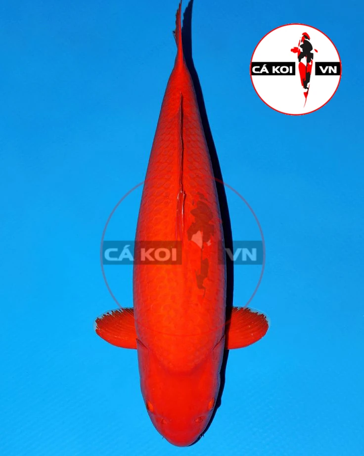 Cá Koi Benigoi F1 size Mini