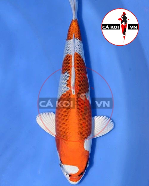 Cá Koi Kujaku F1 size Mini