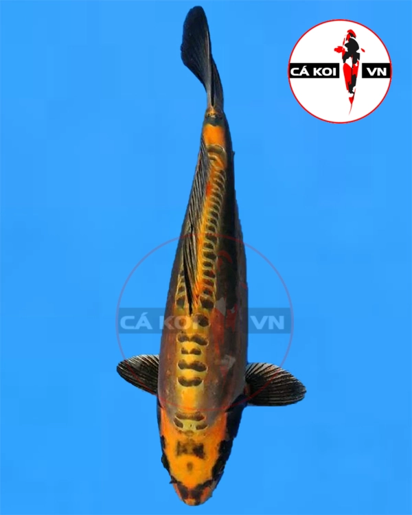 Cá Koi Doitsu F1 size Mini