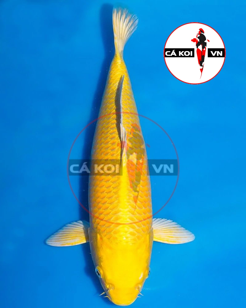 Cá Koi Yamabuki Ogon F1 Size Vừa