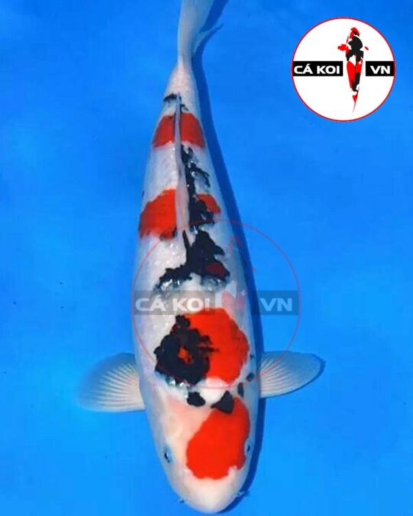 Cá Koi Sanke F1 Size Vừa