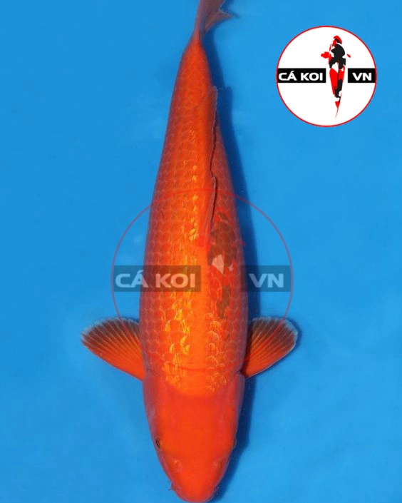 Cá Koi Benigoi F1 Size Vừa