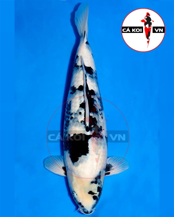 Cá Koi Shiro Utsuri F1 Size Vừa