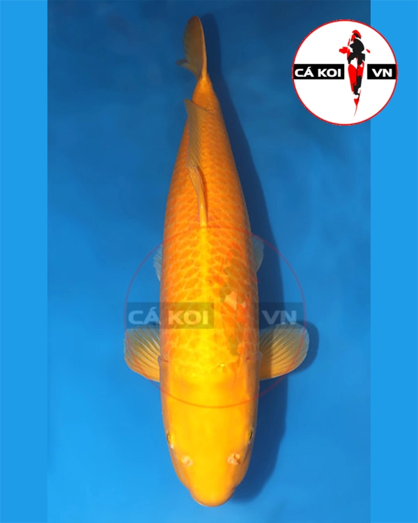 Cá Koi Karashi F1 Size Vừa