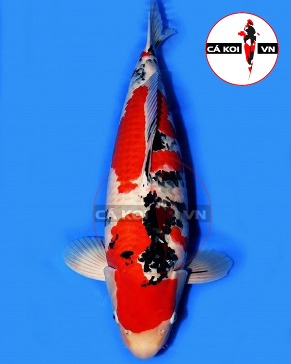 Cá Koi Sanke F1 Size Lớn