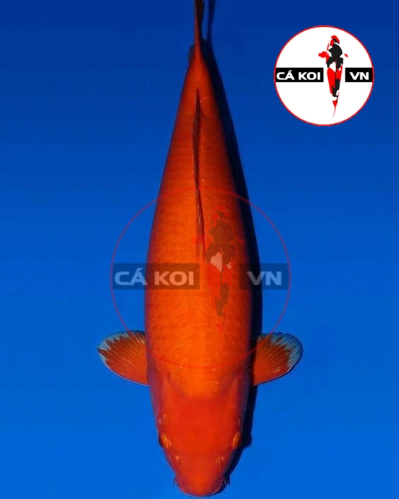 Cá Koi Benigoi F1 Size Lớn