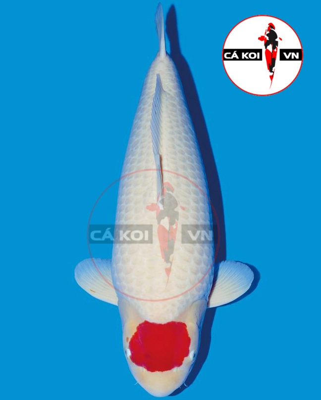 Cá Koi Tancho F1 Size Lớn