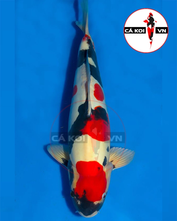 Cá Koi Doitsu F1 Size Lớn