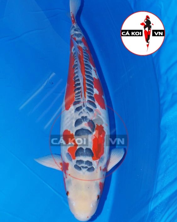 Cá Koi Shusui F1 Size Lớn
