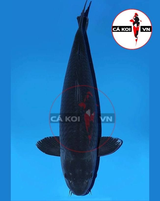 Cá Koi Magoi F1 Size Lớn
