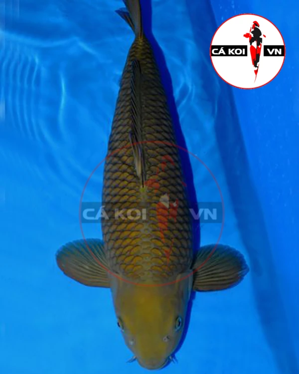 Cá Koi Chagoi F1 Size Lớn