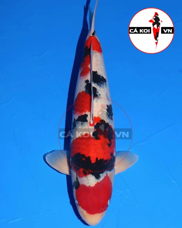 Cá Koi Sanke Nhật Size Mini