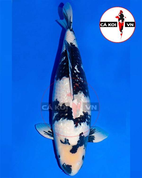 Cá Koi Ginrin Utsuri Nhật
