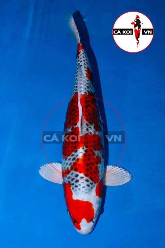 Cá Koi KujaKu Nhật Size Mini