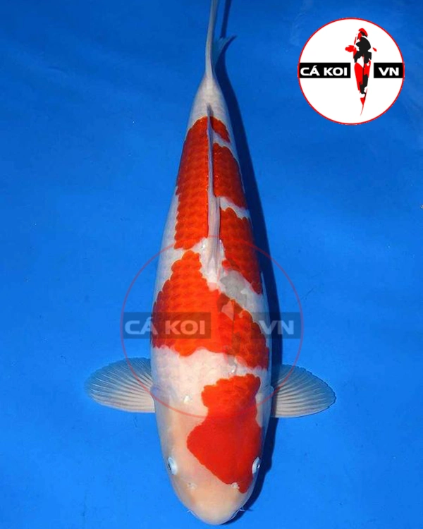 Cá Koi Kohaku Nhật Size Lớn