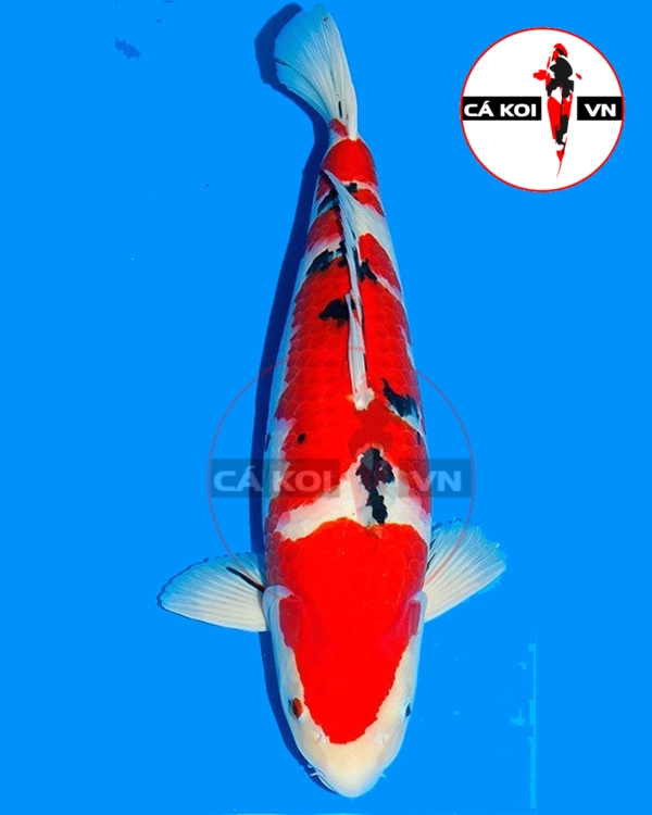 Cá Koi Taisho Sanke Nhật Size Lớn