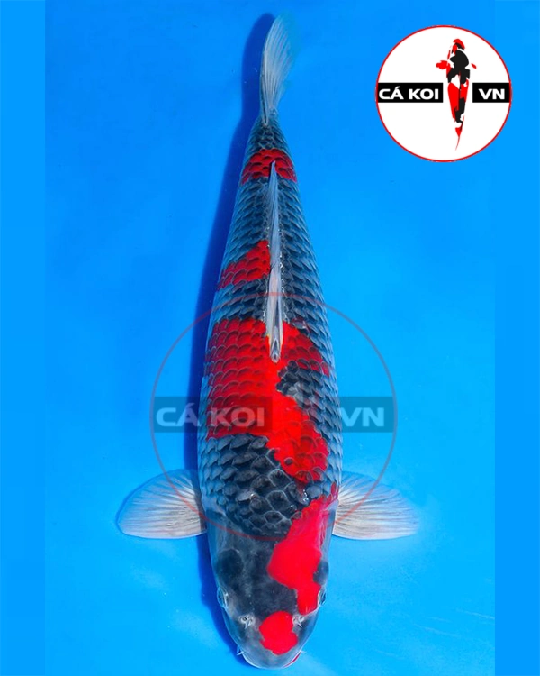 Cá Koi Goshiki Nhật Size Lớn