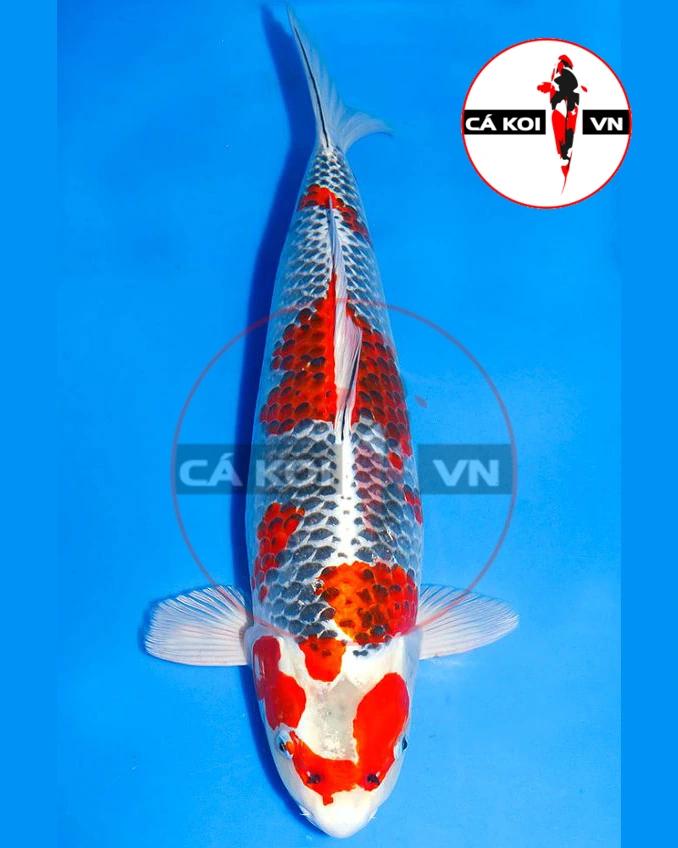 Cá Koi KujaKu Nhật Size Lớn