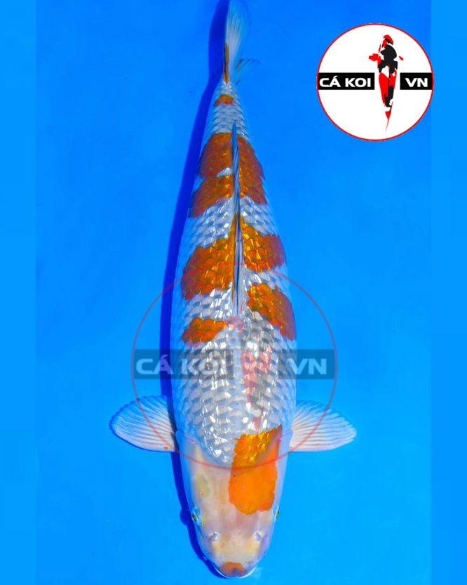 Cá Koi Ochiba Shigure Nhật Size Lớn