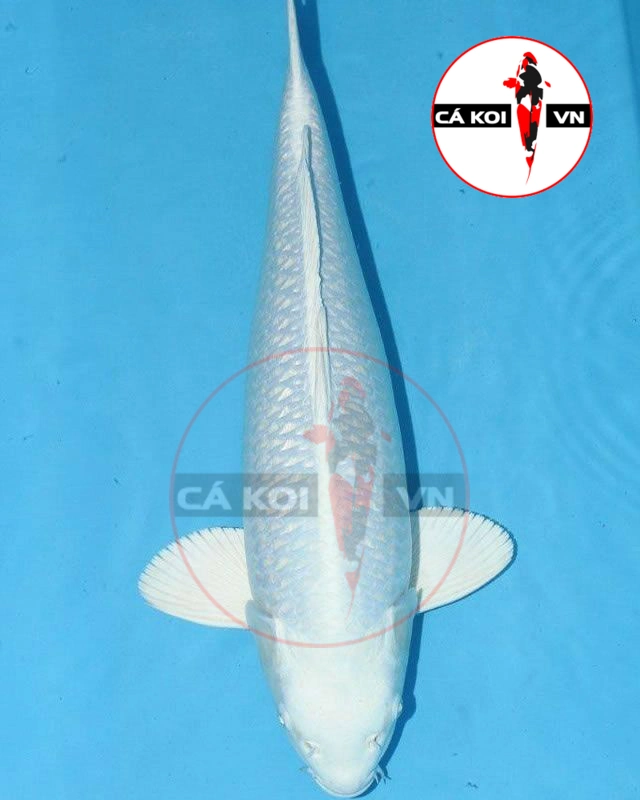 Cá Koi Platinum Ogon Nhật Size Lớn