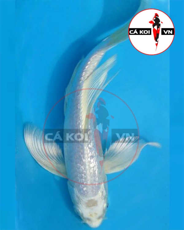 Cá Koi Bướm Trắng (vảy thường )