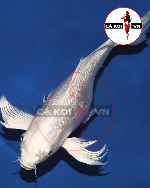 Cá Koi Bướm Trắng (vảy ánh kim)
