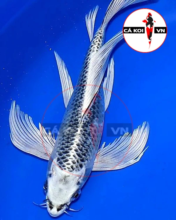 Cá Koi Bướm Matsuba (vảy thường) Size Mini