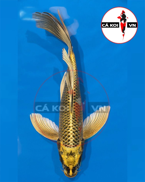 Cá Koi Bướm Matsuba (vảy ánh kim) Size Mini