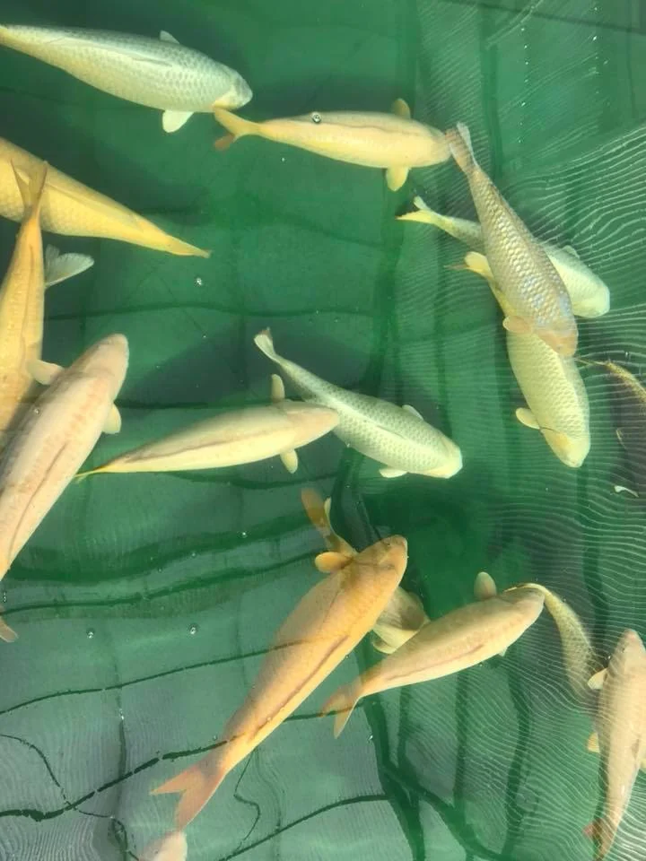 cá chép nhật màu vàng